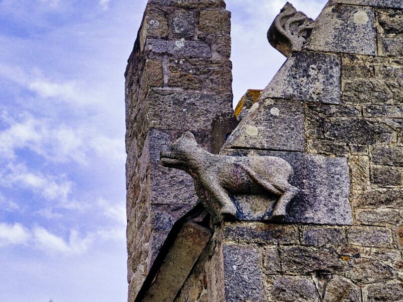 Momentaufnahme mit fotogener Möwe