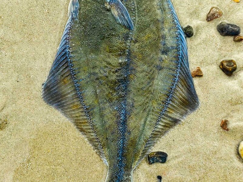 Platt wie ne Flunder