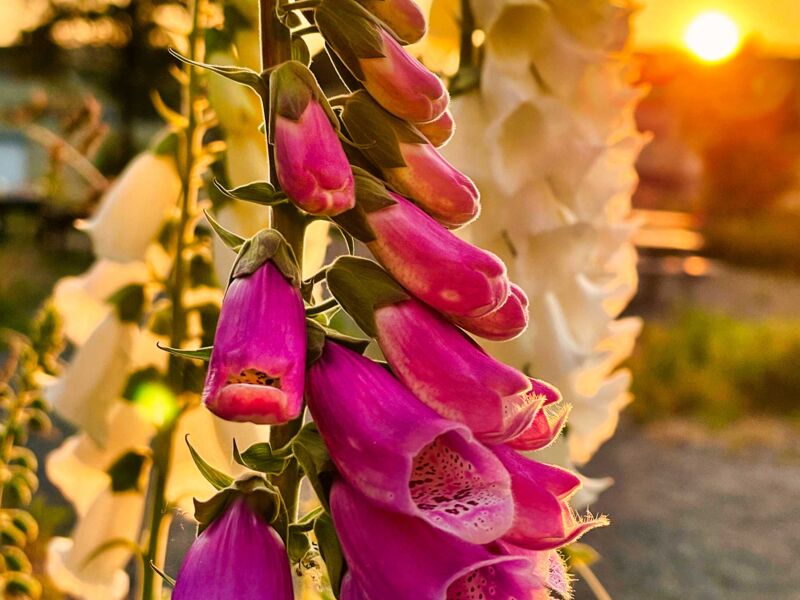 Fingerhut im Sonnenuntergang