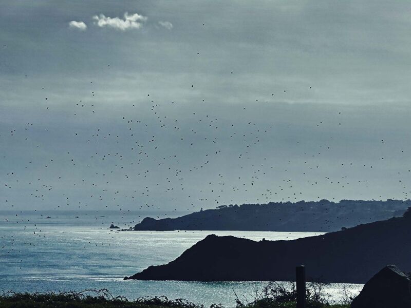 Vögelschwärme in Bréhec
