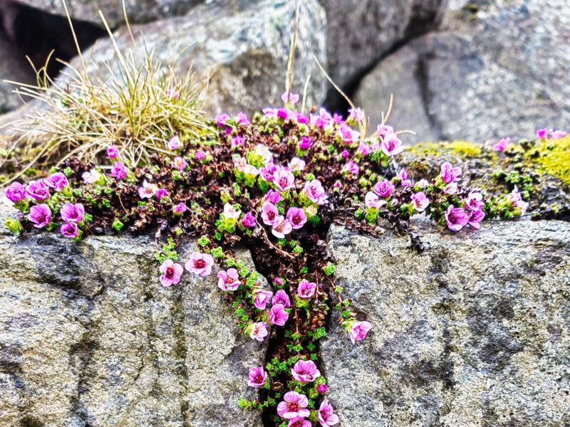 Erste Frühlingsboten