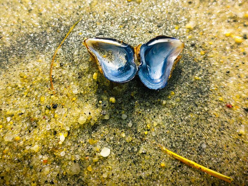 Ein Muschelschmetterling