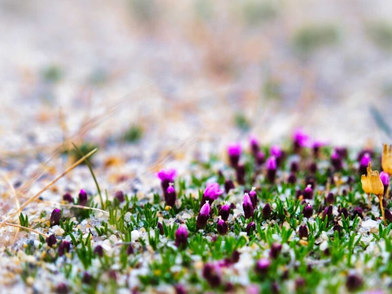Winzige Blumen am Strand