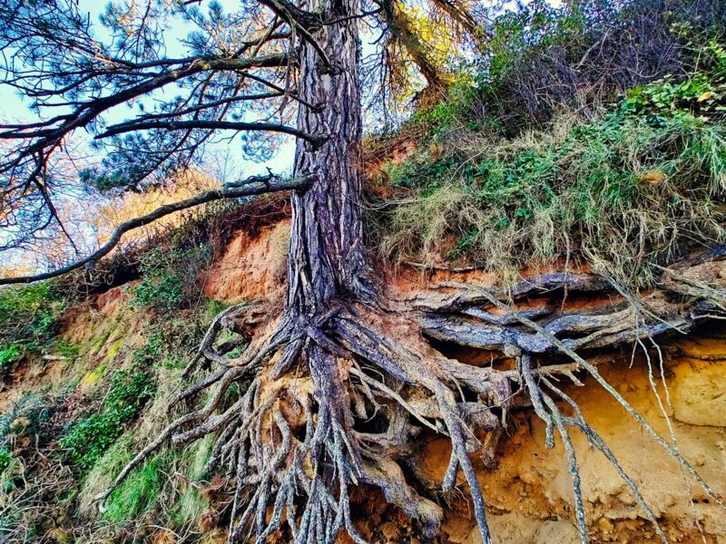 Unterspülte Wurzeln