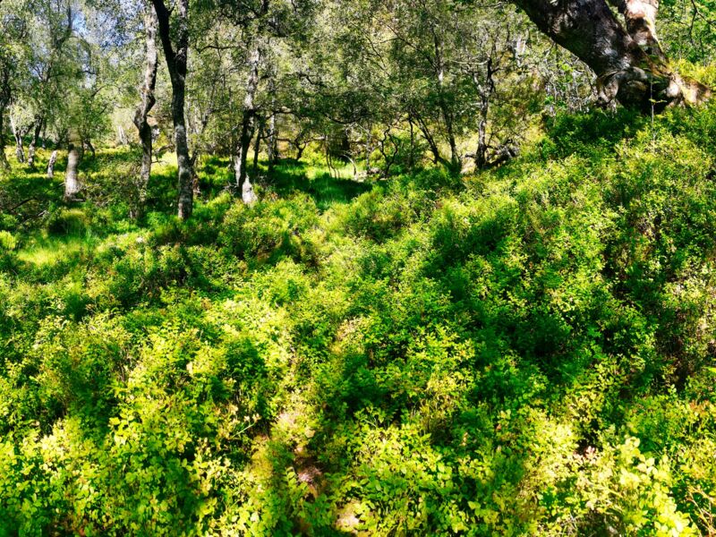 Die Natur ist ein Gemälde