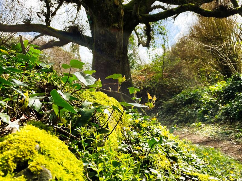 Wanderung in Plestin-les-Greves