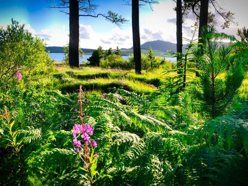 Galloway Forest Park