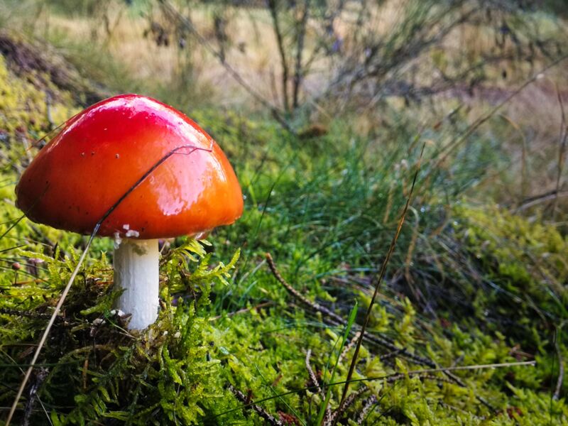 Den gabs nicht zu essen