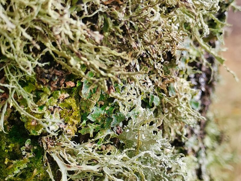 Flechten am Baumstamm