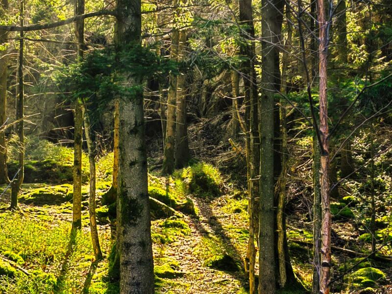 Wanderpfad bei Høllen