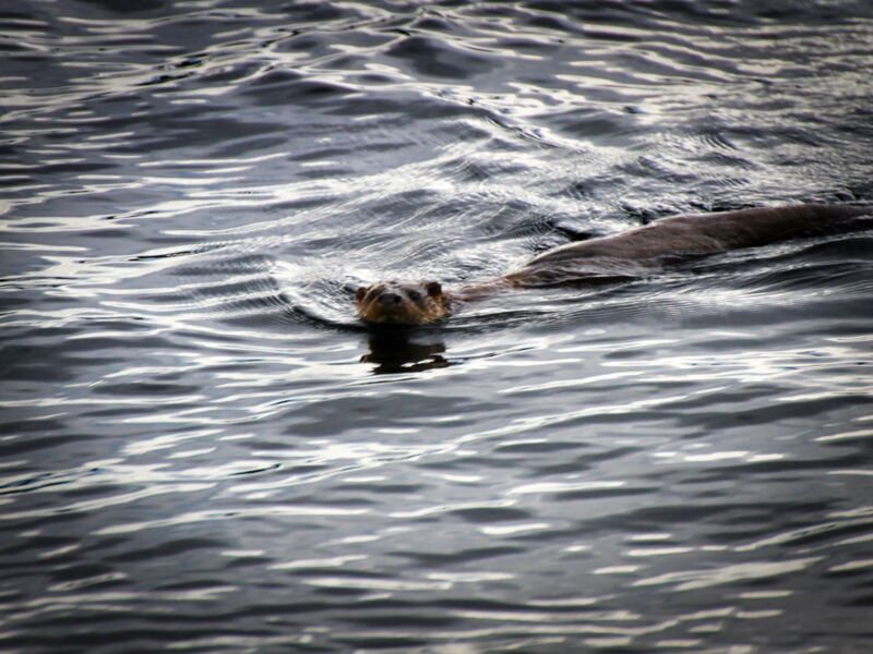Der Otter