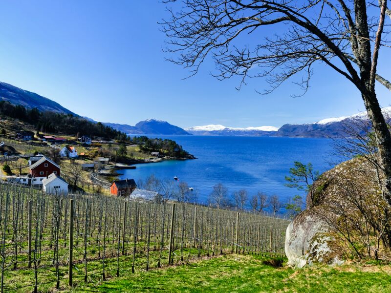 Obstanbau am Hardangerfjord