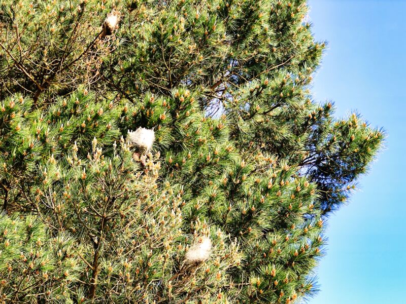 Nester von Prozessionsspinnern